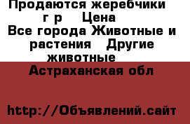 Продаются жеребчики 14,15 16 г.р  › Цена ­ 177 000 - Все города Животные и растения » Другие животные   . Астраханская обл.